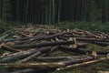 Cut down pine trees. Landscape of cut down trees in the forest Royalty Free Stock Photo