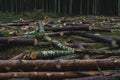 Cut down pine trees. Landscape of cut down trees in the forest Royalty Free Stock Photo
