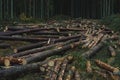 Cut down pine trees. Landscape of cut down trees in the forest Royalty Free Stock Photo