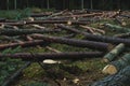 Cut down pine trees. Landscape of cut down trees in the forest Royalty Free Stock Photo