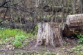 Cut down rotten tree in spring forest ecosystem Royalty Free Stock Photo