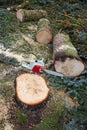 Cut down a tree Royalty Free Stock Photo