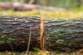 Cut down tree in a forest.. Royalty Free Stock Photo