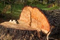 Cut Down Tree Royalty Free Stock Photo