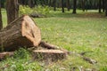 Cut down tree in park. Tree trunk with annual rings. Ecosystem concept. Tree stump in forest. Deforestation concept Royalty Free Stock Photo