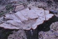 cut down a tree, a stump remained in the ground