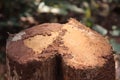 A cut down tree stump shaped like a heart infected by white ants