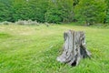 Cut down tree in Tierra del Fuego Royalty Free Stock Photo