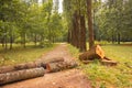 Cut down tree on trail in park. Tree trunk with annual rings in parkland. Ecosystem concept. Tree stump in forest. Royalty Free Stock Photo