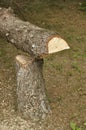 Cut down tree trunk and stump Royalty Free Stock Photo