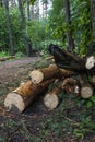 Cut down tree trunks lie by the road, illegal logging, clearing the territory from the effects of the hurricane. Royalty Free Stock Photo