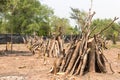 Cut down trees - Effects of destruction forests, Global warming, Climate, Weather, Environment changed. Royalty Free Stock Photo