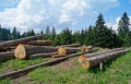 Cut down trees in evergreen forest