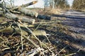 Cut down trees by the roadside, cut down branches by the roadside Royalty Free Stock Photo