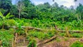 Cut down trees to clear agricultural land