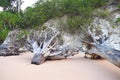 Cut Down Trunks and Roots of Trees at Sandy Beach - Remains of Damage caused by Tsunami - Climate Change - Deforestation Royalty Free Stock Photo