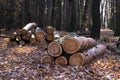 Cut down wood logs stack lies in autumn forest