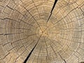 Cut a dry tree trunk Royalty Free Stock Photo