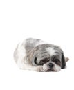 Small Havanese dog laying on White Backdrop looking sad