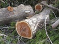 Cut Eastern Red Cedar Logs