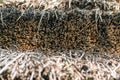 Cut Ends Reed Straws Closeup. Dry Straw Texture. Thatch Royalty Free Stock Photo