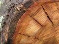 Cut Eucalypt Tree Royalty Free Stock Photo