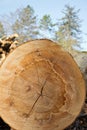 Cut face of a freshly harvested beech log. Royalty Free Stock Photo
