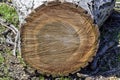 Cut of fallen walnut tree, sawed wooden log. Close-up.