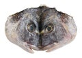 Cut and flattened head of Dorado sea fish.