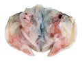 Cut and flattened raw head of grouper Dorado sea fish back side