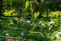 Cut flower netting. Plant support net. Using plastic garden netting to support dahlia plants.