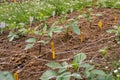 Cut flower netting. Plant support net. Using plastic garden netting to support dahlia plants.
