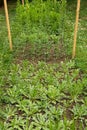 Cut flower netting. Plant support net. Using plastic garden netting to support plants in cut flower garden.