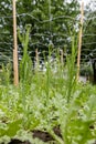 Cut flower netting. Plant support net. Using plastic garden netting to support statice aka limonium plants.