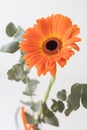 Cut flower. Orange beautiful Gerbera on white background Royalty Free Stock Photo