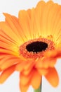 Cut flower. Orange beautiful Gerbera on white background Royalty Free Stock Photo