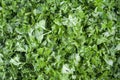 Cut fresh green parsley. Royalty Free Stock Photo