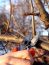 Cut fruit tree Royalty Free Stock Photo