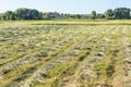 Cut grass in the field waiting to be harvested Royalty Free Stock Photo