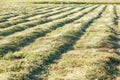 Cut grass in the field waiting to be harvested Royalty Free Stock Photo