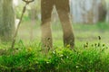 Cut Grass with Lawn Mower,House,Villige Country Nature Agriculture Green Worker;Dandelion;Selective Focus