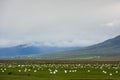 Cut grass is prepared for winter storage on the fields, Iceland