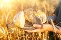 Sliced homemade bread on a cooking board in the hands of a woman against the background of a wheat field. Wheat harvest