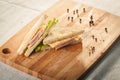 Cut by half sandwich with cheese, salad and ham Royalty Free Stock Photo