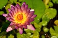 Cut hilight shot of violet water lily