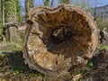 Cut hollow tree bole