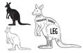 Cut of kangaroo set. Poster Butcher diagram - desert-ship. Vintage typographic hand-drawn