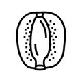 cut kiwi fruit fresh line icon vector illustration Royalty Free Stock Photo