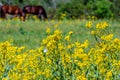 Cut Leaf Groundsel Bright Yellow Texas Wildflowers with Horses