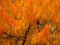 Cut leaf staghorn sumac in autumn.